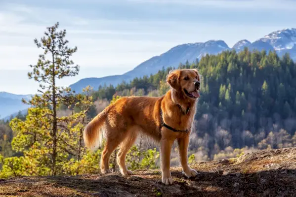kanadisk golden retriever hund står på en ås