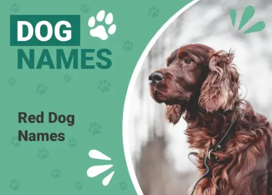 195 nombres de perros rojos: nombres principales para caninos ardientes