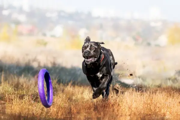 cane corso jucând