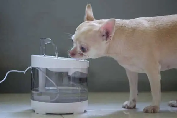 Mano šuo žiemą geria daugiau vandens nei įprastai: 3 veterinaro peržiūrėtos priežastys