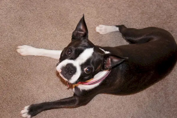 fóka és fehér boston terrier kutya feküdt a szőnyegen