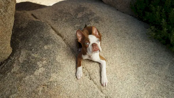 vörös boston terrier kiskutya feküdt a sziklán