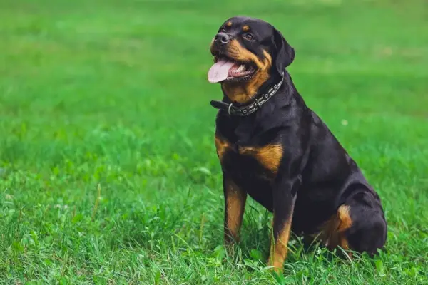 כלב רוטוויילר בפארק