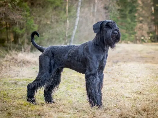 ענק-שנאוצר_שטרסטוק_אליסקה-זייסקובה