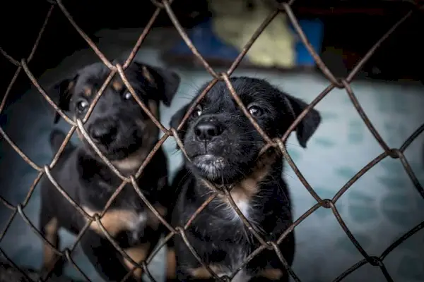 Adopcja schroniska dla szczeniąt