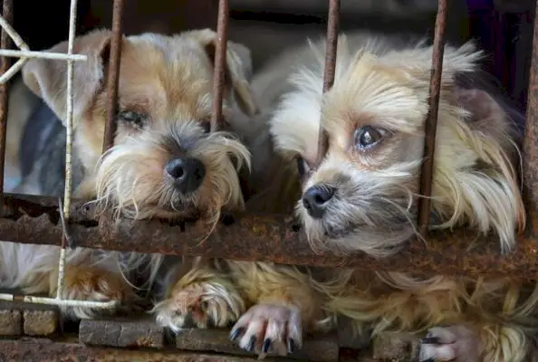 Co dělají Puppy Mills s neprodanými štěňaty: Šokující fakta