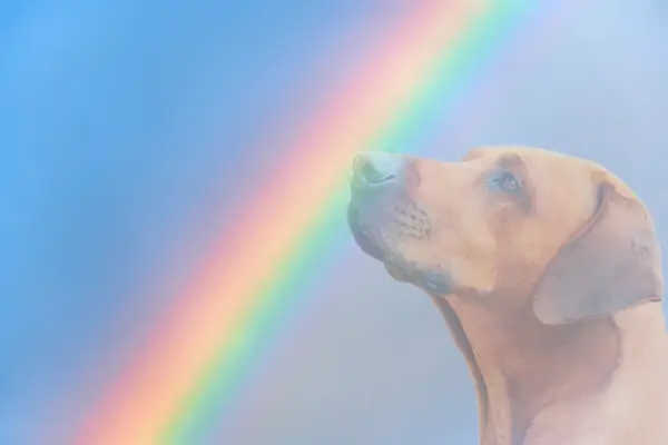 Immagine arcobaleno sul cane