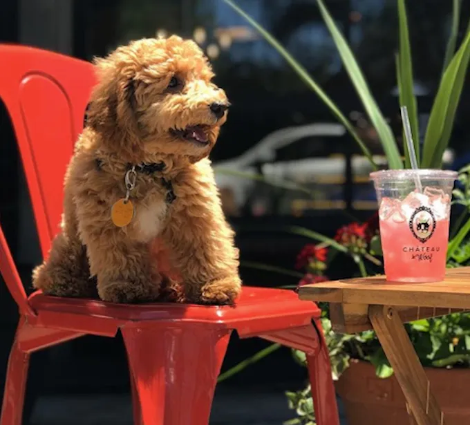 Su „Chateau Le Woof“ sužinome apie šunų kavinės tendencijas' title=