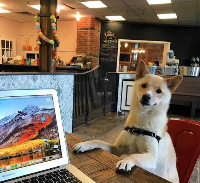 Su „Chateau Le Woof“ sužinome apie šunų kavinės tendencijas' title=