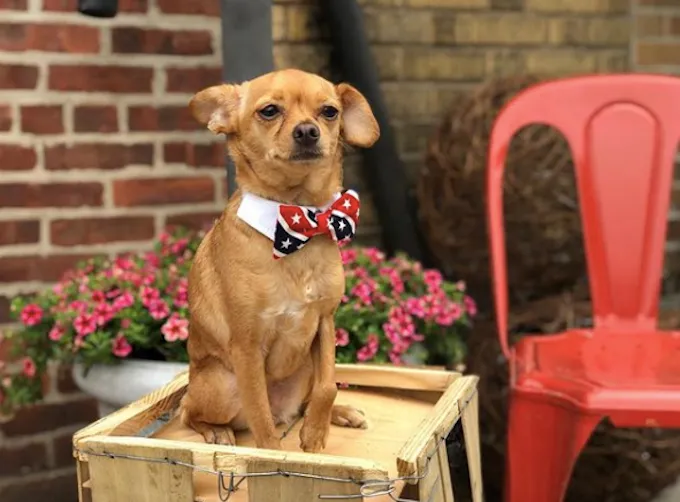 Su „Chateau Le Woof“ sužinome apie šunų kavinės tendencijas' title=