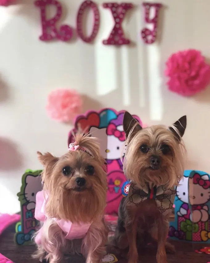 Su „Chateau Le Woof“ sužinome apie šunų kavinės tendencijas' title=