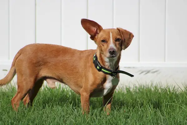 perro chiweenie en el césped