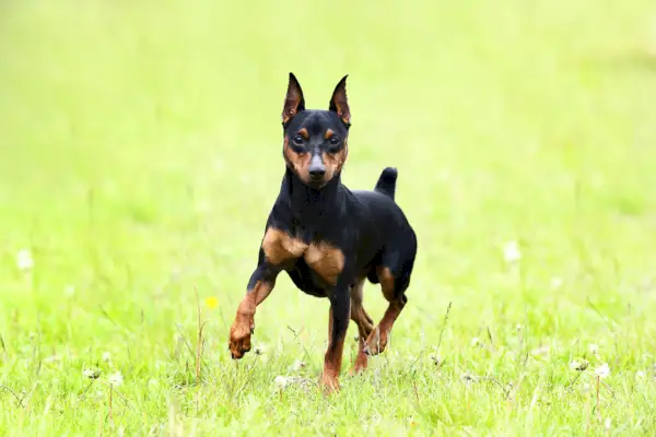 Pinscher miniatura corriendo en un campo de hierba