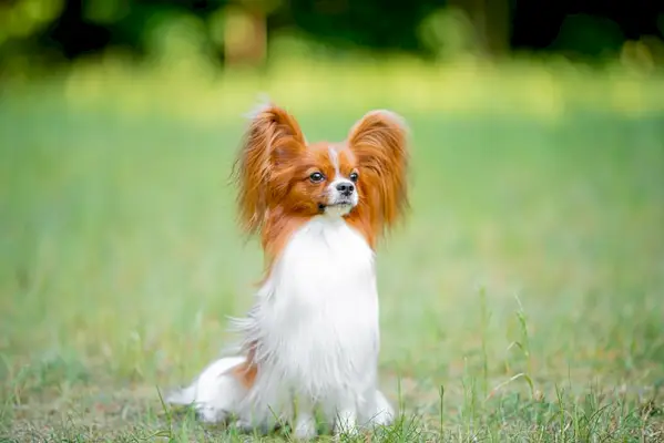 Perro papillon rojo y blanco sentado en la hierba