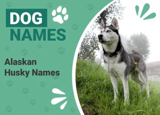 200+ Alaskan Husky-navn: mannlige og kvinnelige ideer
