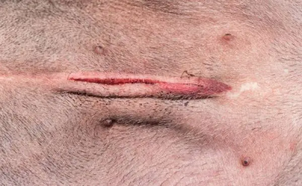 Mekkora az ivartalanítás? Állatorvos által felülvizsgált egészségügyi tények