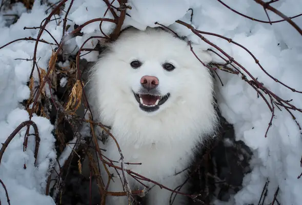 Alaskan Malamute dog.