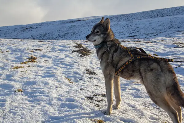 Portrait of a wolf-like dog breed — the Siberian Husky. Distinct from a wolfdog or wolfhound.