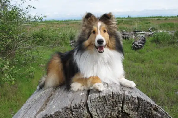 8 tunsori Sheltie adorabile și stiluri de îngrijire (cu imagini)