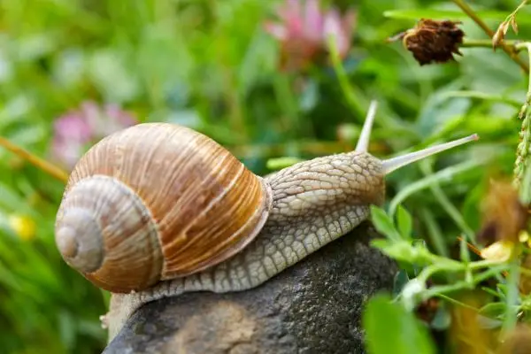 Er snegle giftige for hunde? Dyrlægegodkendte sundheds- og sikkerhedsfakta