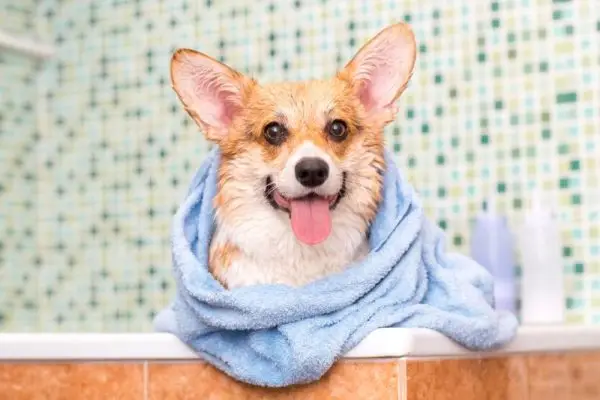 Mon Corgi a-t-il besoin d’une coupe de cheveux ? Toilettage, mue et FAQ
