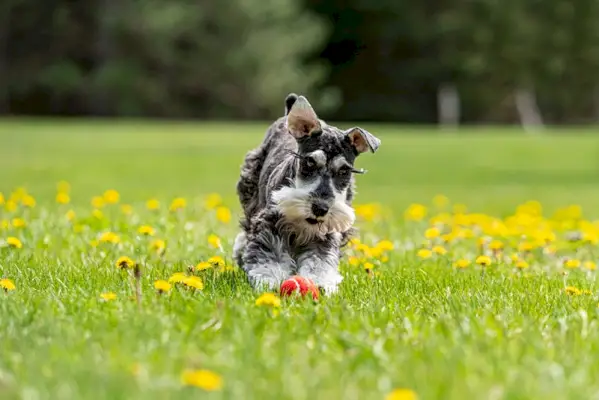 Sel et poivre mini chiot schnauzer chassant un chien jouant à courir après une balle rouge