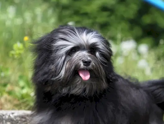 Petit chien lion Lowchen_Svetlana Valoueva_shutterstock