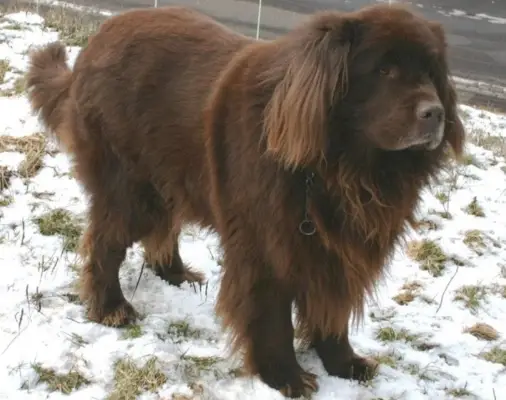 Terranova_Yozakura~commonswiki_Wikimedia