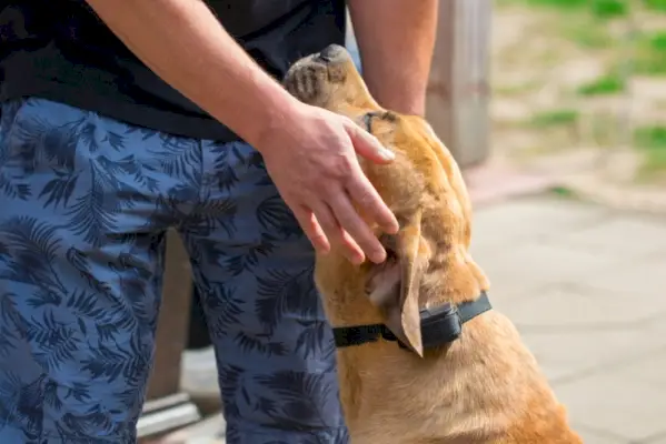 飼い主の上に横たわるダックスフント犬が具合が悪そうだ