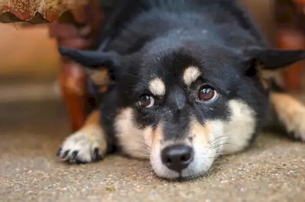 Svart Sesam Shiba Inu hund liggande på golvet