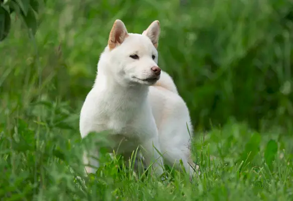 shiba inu hund står i skogen