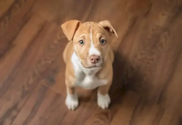 Zvedavý pitbull šteňa sedí a pozerá sa na fotoaparát