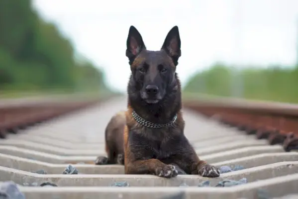 Begischer Malinois-Hund, der auf der Eisenbahn liegt