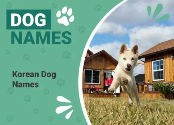 270 imena korejskih pasa: ideje za vaše jedinstvene štene