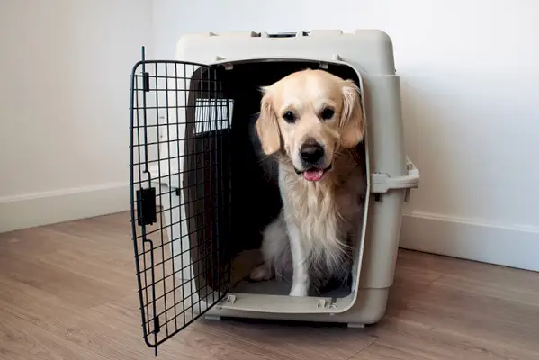 pas zlatni retriver unutar nosiljke