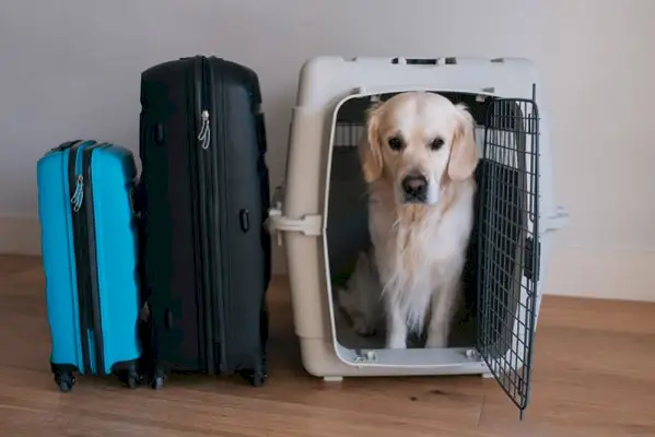 Lentäminen suuren koiran kanssa: 16 eläinlääkärin hyväksymää vinkkiä sujuvaan matkaan