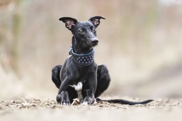 ung svart whippet hund valp sitter utendørs