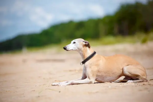 rød whippet hund liggende på stranden