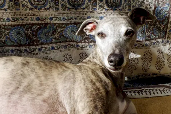 Blue Brindle Whippet hund hviler