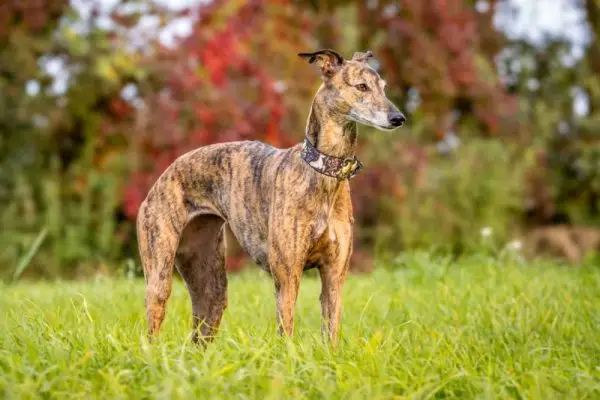 brindle whippet hund høstfelt