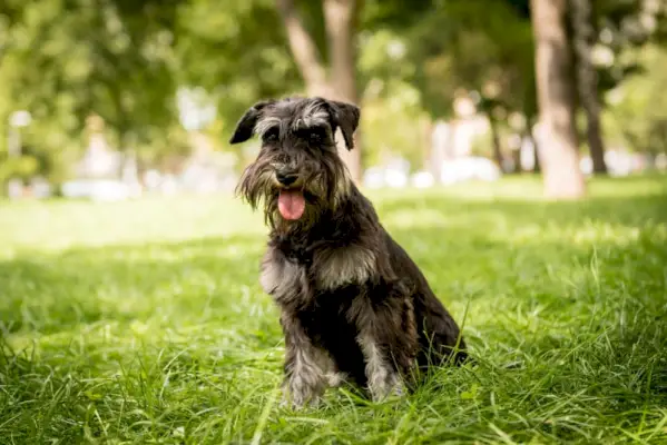 Perro schnauzer miniatura sentado sobre el césped en el parque