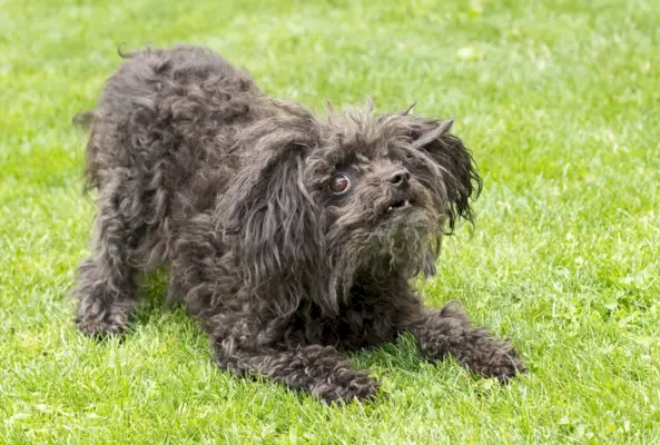 Perro-ruso-Tsvetnaya-Bolonka-en-la-hierba