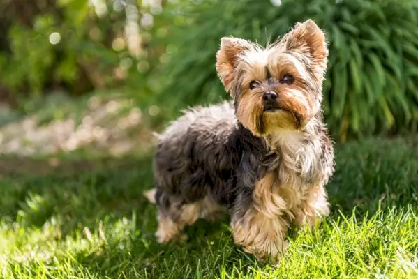 yorkshire-terrier-perro-parado-sobre-el-cesped