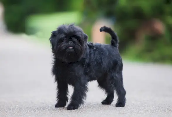 Perrito affenpinscher negro en el parque