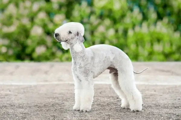 Bedlington-Terrier-al aire libre