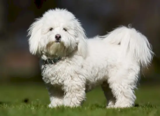 coton-de-tulear-on-grass