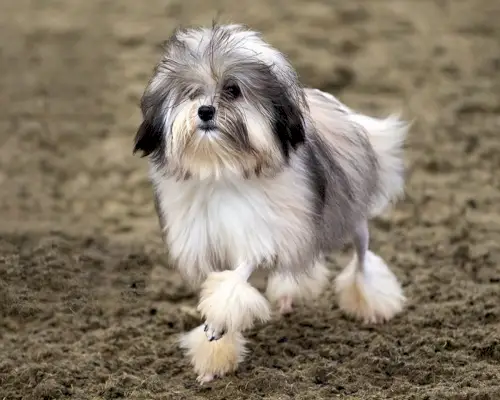 Löwchen o perrito león