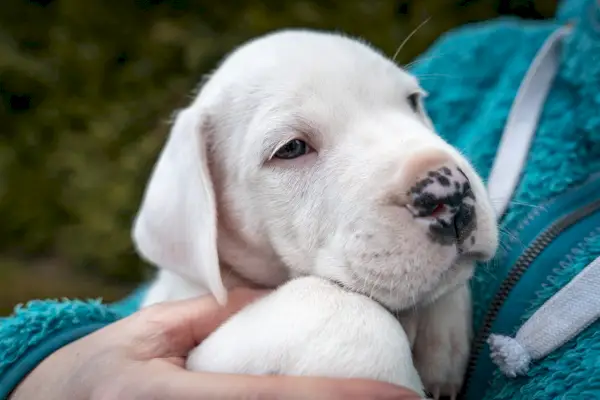 Cățeluș Dogo Argentino