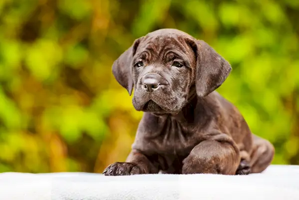 Dogster diver_v2_NEW_MAY_24_