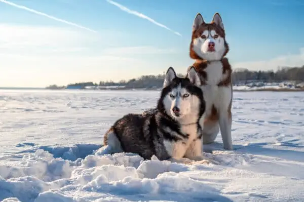 sibirski husky na snegu